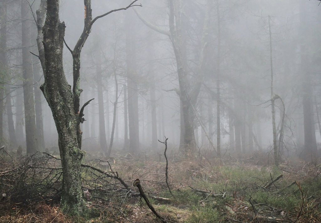 dead trees and lifeless forest