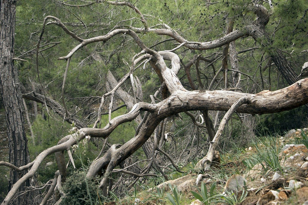 old dead tree for making a club from one of its branches