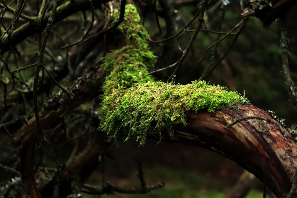 moss growing on a log