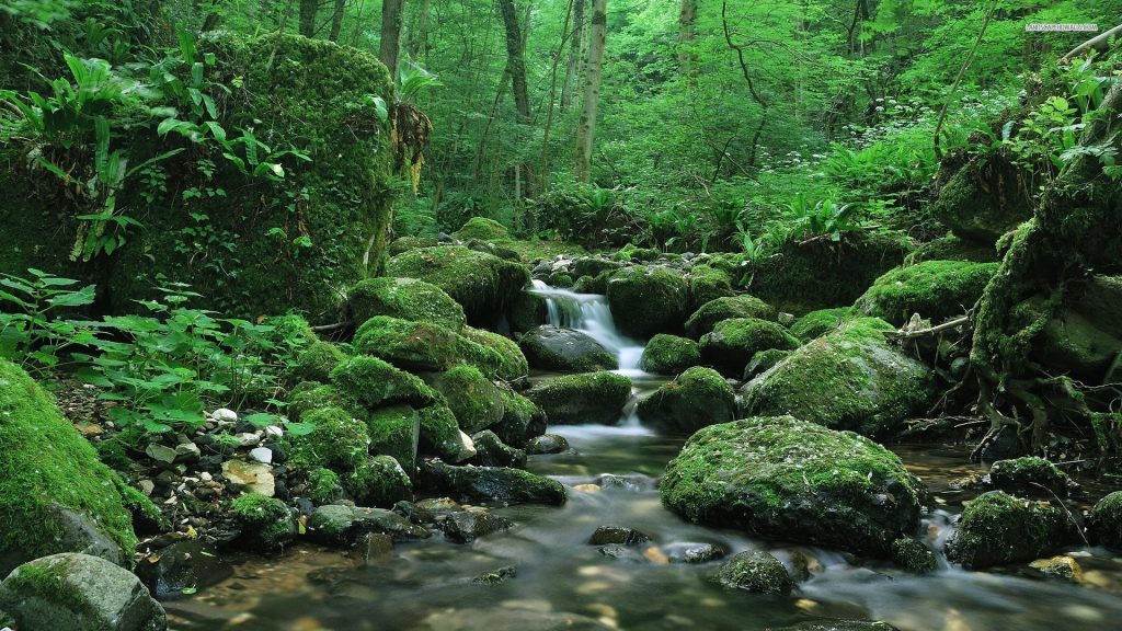 forest stream for washing off the sticky stuff