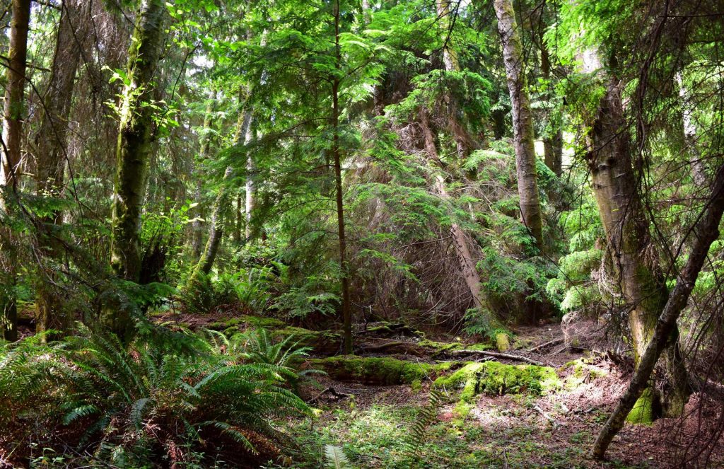 overgrown forest making for a difficult journey
