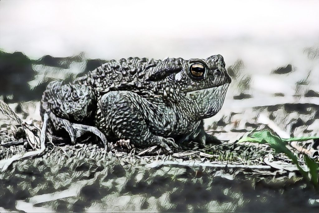 large stone toad