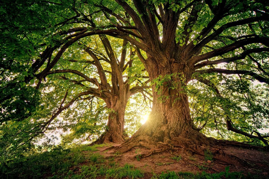 trees in the living forest