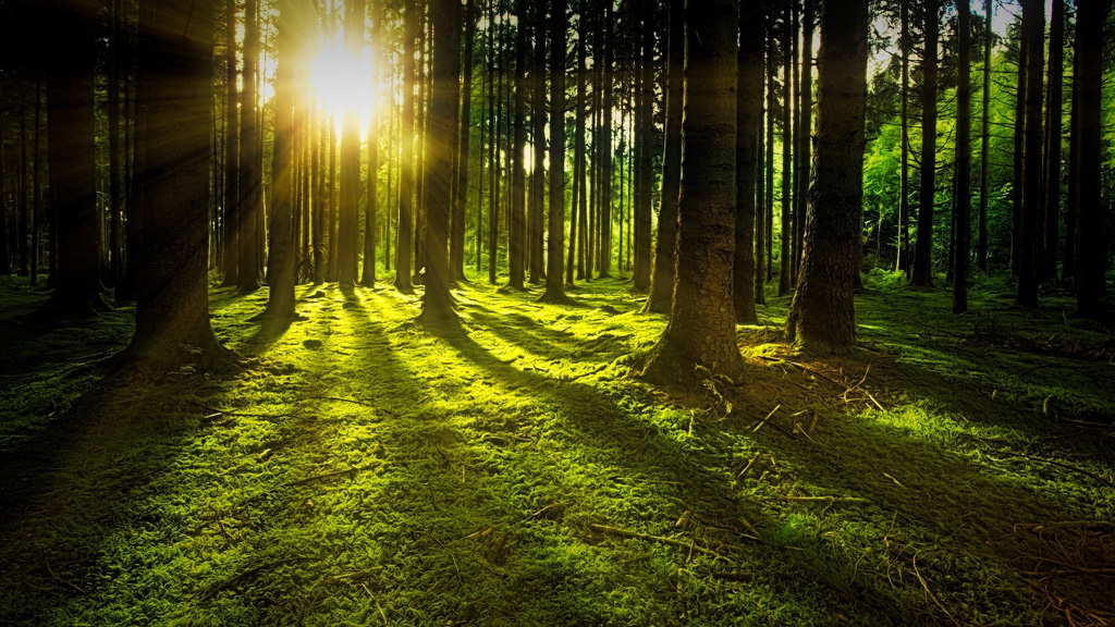 sunset through the forest trees